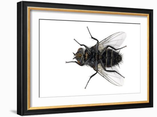 Parasitic Fly-Dr. Keith Wheeler-Framed Photographic Print