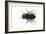 Parasitic Fly-Dr. Keith Wheeler-Framed Photographic Print