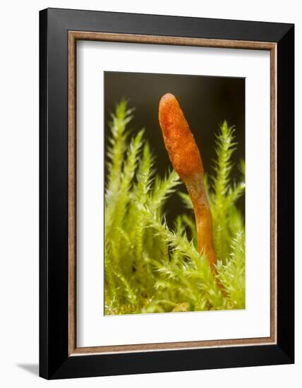 Parasitic Fungus (Cordyceps Militaris) Fruiting Body-Alex Hyde-Framed Photographic Print