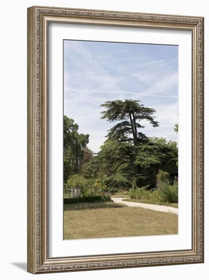 Parc du Château de Malmaison : vue sur le cédre de Marengo-null-Framed Giclee Print