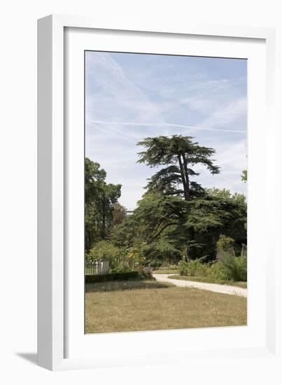 Parc du Château de Malmaison : vue sur le cédre de Marengo-null-Framed Giclee Print