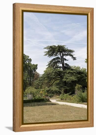 Parc du Château de Malmaison : vue sur le cédre de Marengo-null-Framed Premier Image Canvas