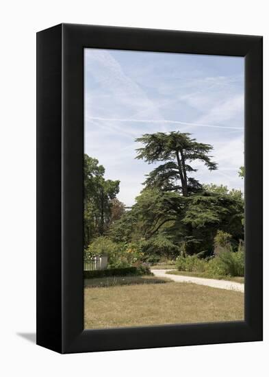 Parc du Château de Malmaison : vue sur le cédre de Marengo-null-Framed Premier Image Canvas