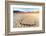 Parched Ground and Dead Acacia Surrounded by Sandy Dunes, Sossusvlei, Namib Naukluft National Park-Roberto Moiola-Framed Photographic Print