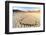 Parched Ground and Dead Acacia Surrounded by Sandy Dunes, Sossusvlei, Namib Naukluft National Park-Roberto Moiola-Framed Photographic Print