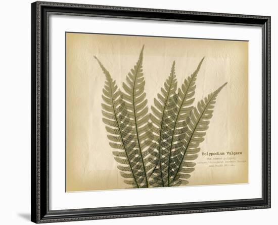 Parchment Fern 2-Albert Koetsier-Framed Photo