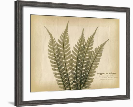 Parchment Fern 2-Albert Koetsier-Framed Photo