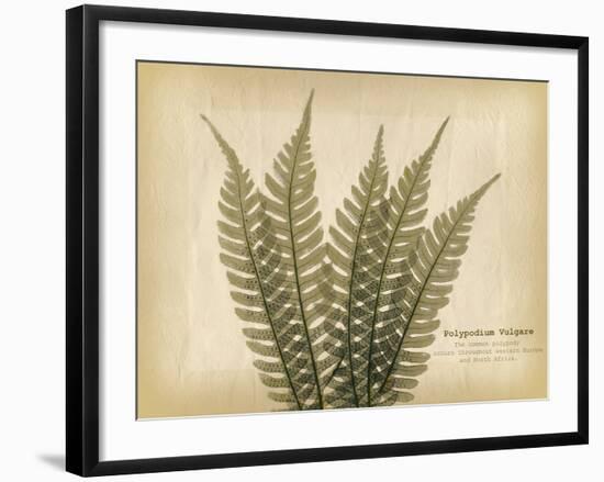 Parchment Fern 2-Albert Koetsier-Framed Photo