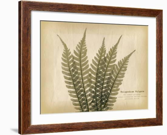 Parchment Fern 2-Albert Koetsier-Framed Photo