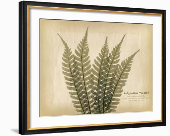 Parchment Fern 2-Albert Koetsier-Framed Photo