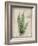 Parchment Fern-Albert Koetsier-Framed Photo