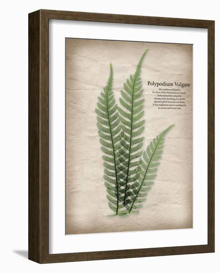 Parchment Fern-Albert Koetsier-Framed Photo