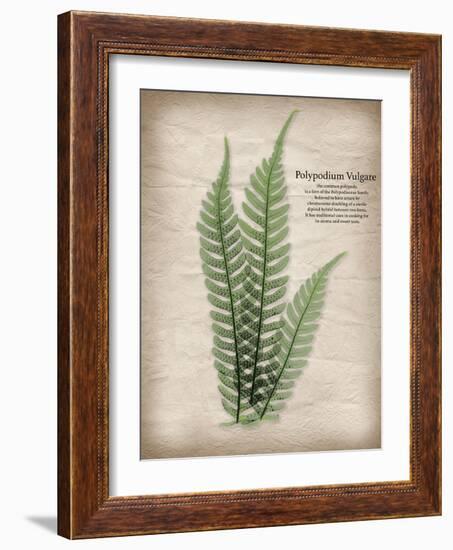 Parchment Fern-Albert Koetsier-Framed Photo