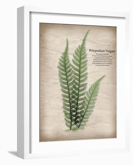 Parchment Fern-Albert Koetsier-Framed Photo