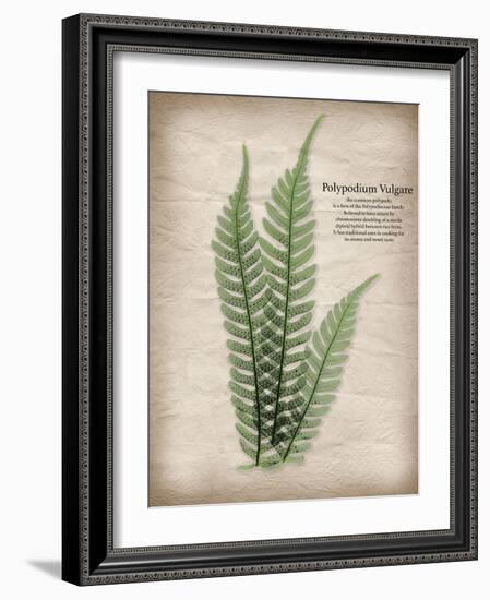 Parchment Fern-Albert Koetsier-Framed Photo