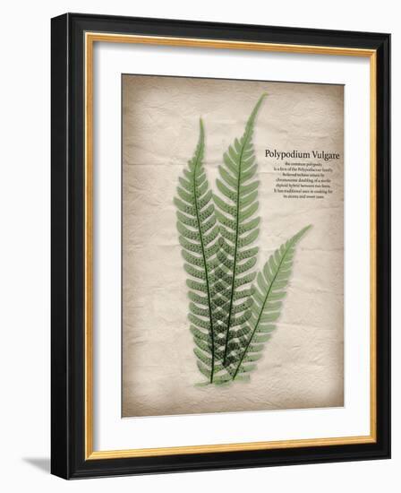 Parchment Fern-Albert Koetsier-Framed Photo