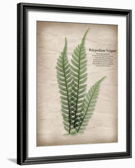 Parchment Fern-Albert Koetsier-Framed Photo