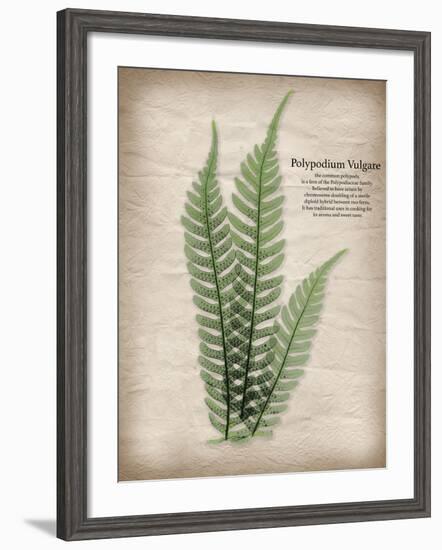 Parchment Fern-Albert Koetsier-Framed Photo