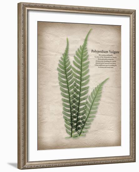 Parchment Fern-Albert Koetsier-Framed Photo