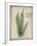 Parchment Fern-Albert Koetsier-Framed Photo