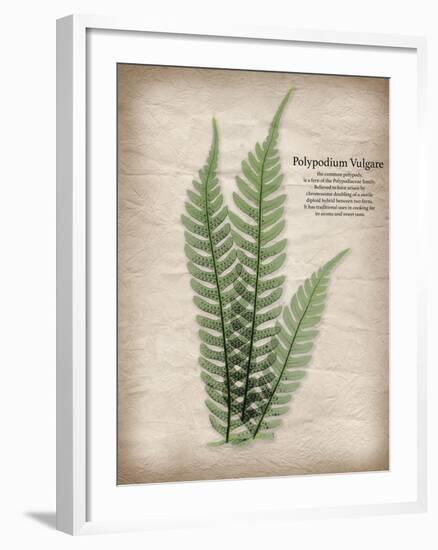 Parchment Fern-Albert Koetsier-Framed Photo