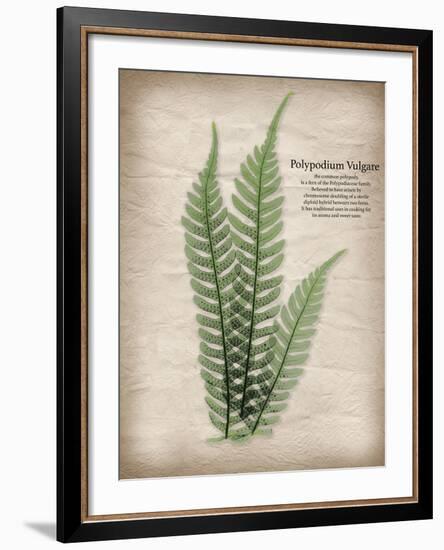 Parchment Fern-Albert Koetsier-Framed Photo