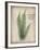 Parchment Fern-Albert Koetsier-Framed Photo