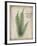 Parchment Fern-Albert Koetsier-Framed Photo