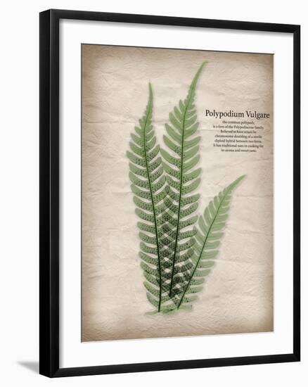 Parchment Fern-Albert Koetsier-Framed Photo