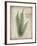 Parchment Fern-Albert Koetsier-Framed Photo