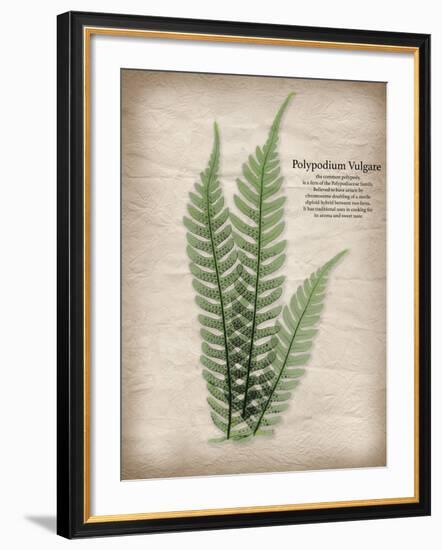 Parchment Fern-Albert Koetsier-Framed Photo