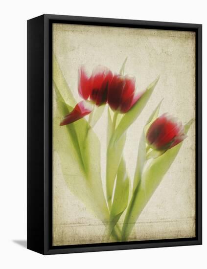 Parchment Flowers I-Judy Stalus-Framed Stretched Canvas