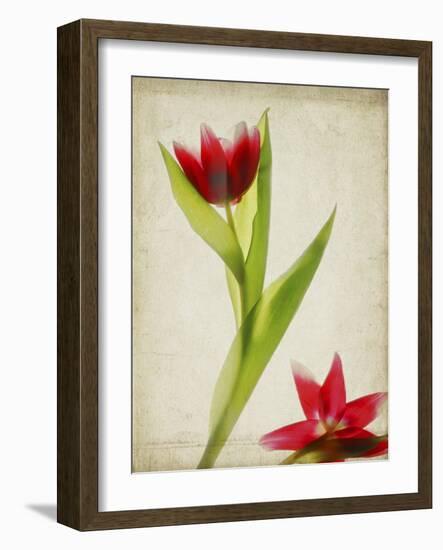 Parchment Flowers II-Judy Stalus-Framed Art Print