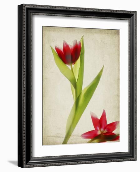 Parchment Flowers II-Judy Stalus-Framed Art Print