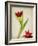 Parchment Flowers II-Judy Stalus-Framed Art Print