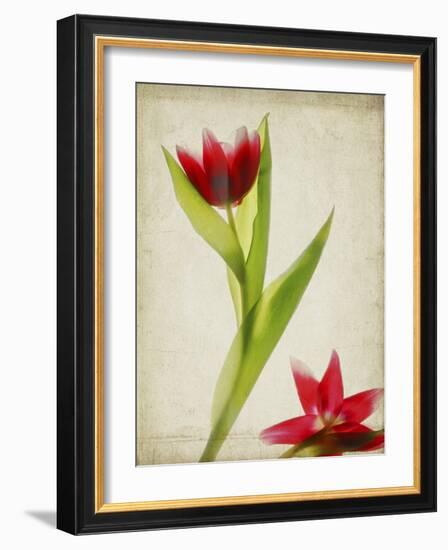 Parchment Flowers II-Judy Stalus-Framed Art Print