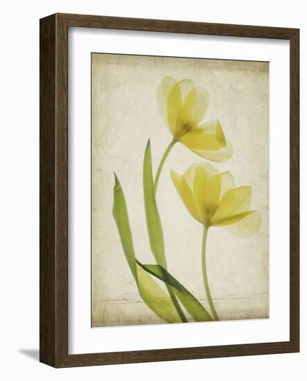 Parchment Flowers IV-Judy Stalus-Framed Art Print