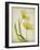 Parchment Flowers IV-Judy Stalus-Framed Art Print