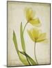 Parchment Flowers IV-Judy Stalus-Mounted Art Print