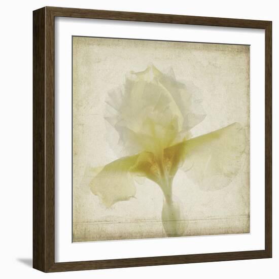 Parchment Flowers IX-Judy Stalus-Framed Art Print