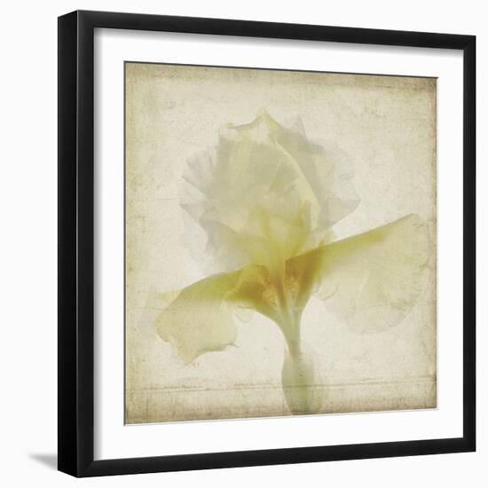 Parchment Flowers IX-Judy Stalus-Framed Art Print
