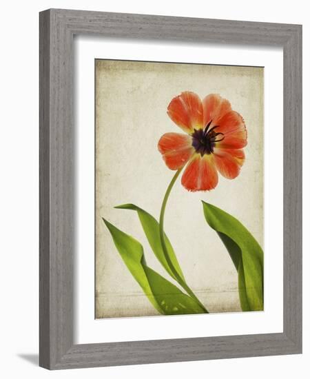 Parchment Flowers V-Judy Stalus-Framed Art Print