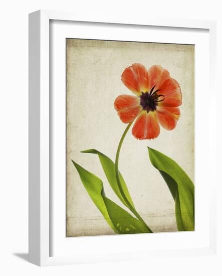 Parchment Flowers V-Judy Stalus-Framed Art Print