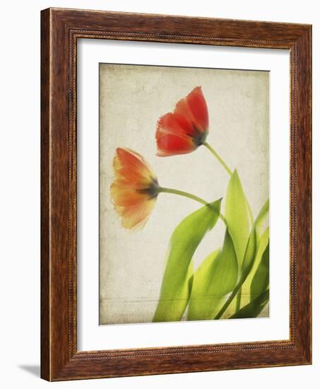 Parchment Flowers VI-Judy Stalus-Framed Art Print