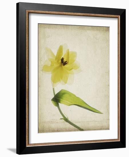 Parchment Flowers VII-Judy Stalus-Framed Art Print