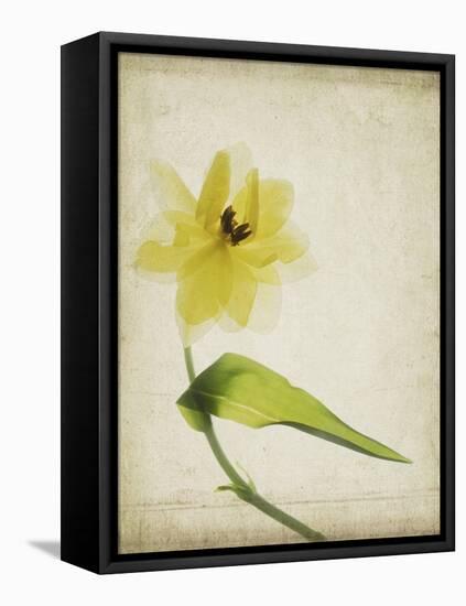 Parchment Flowers VII-Judy Stalus-Framed Stretched Canvas