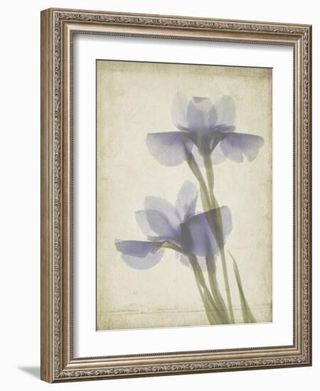 Parchment Flowers VIII-Judy Stalus-Framed Art Print