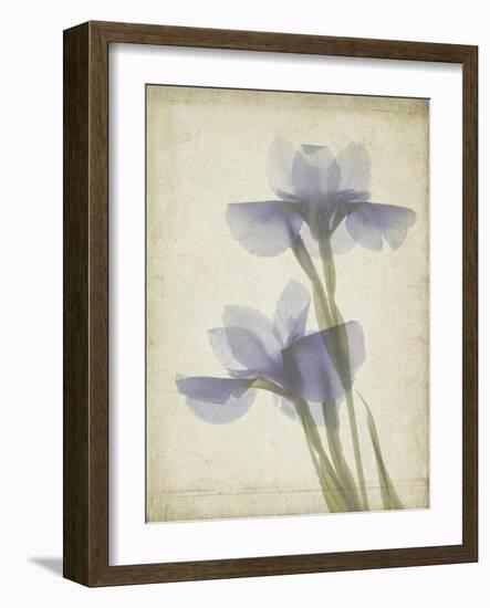 Parchment Flowers VIII-Judy Stalus-Framed Art Print