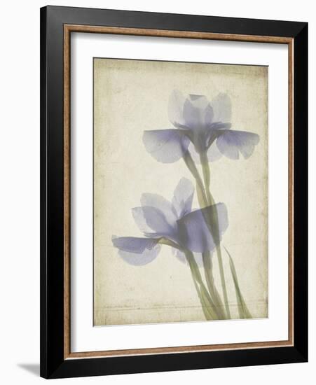 Parchment Flowers VIII-Judy Stalus-Framed Art Print