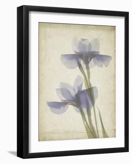 Parchment Flowers VIII-Judy Stalus-Framed Art Print